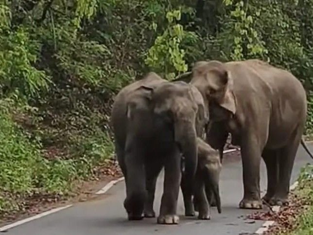कोटद्वार के ग्रास्टनगंज में हाथियों का आतंक, घरों और पेयजल लाइनों को नुकसान