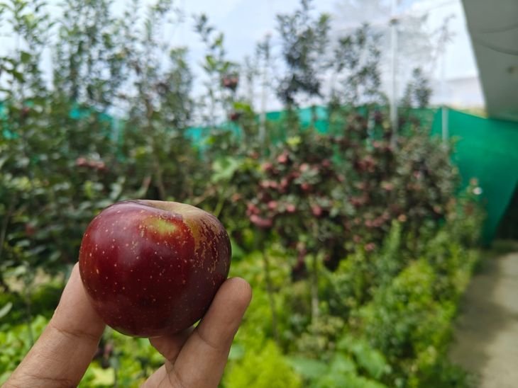 चम्पावत में आधुनिक सेब बागवानी से बढ़ी उत्पादकता, पारंपरिक खेती को मिल रही चुनौती